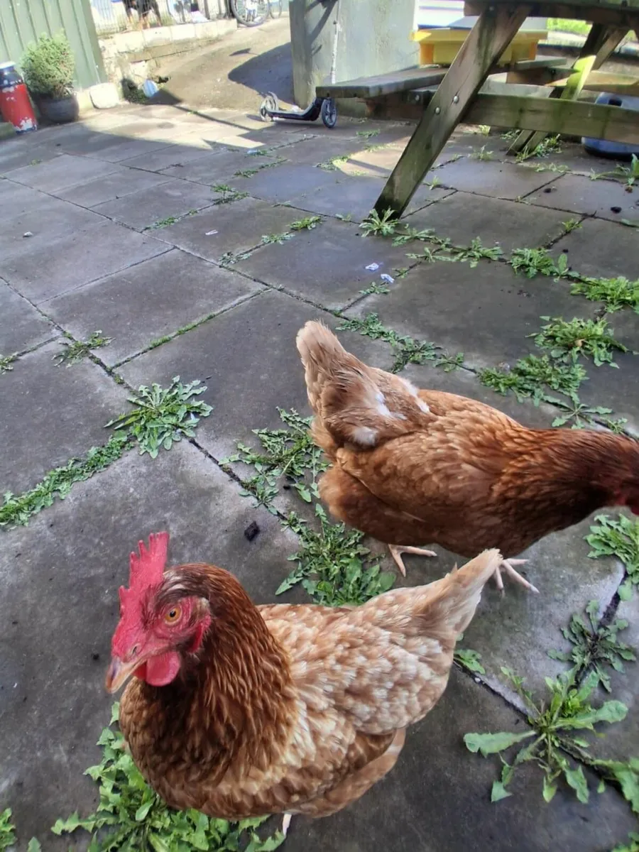 Hens (chicken's) - Image 3