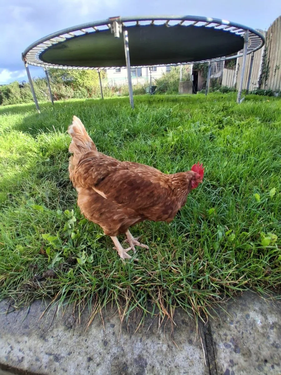 Hens (chicken's) - Image 4