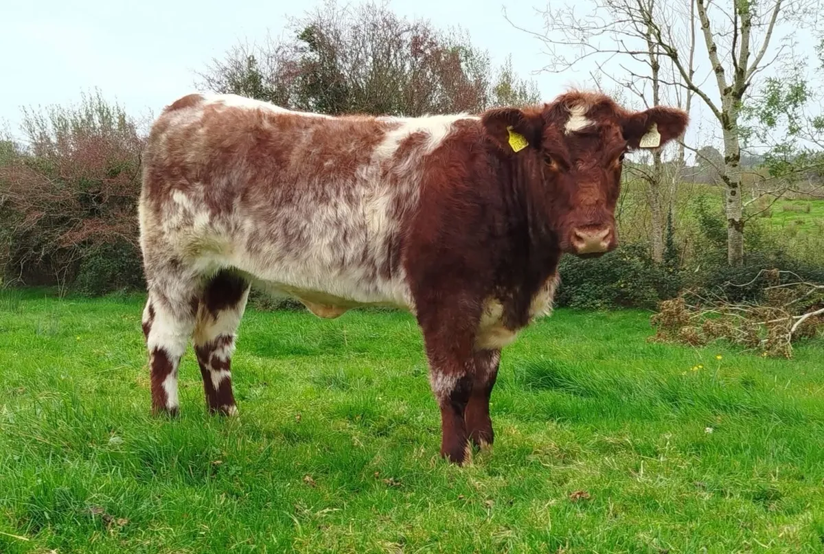 Shorthorn sale - Image 1