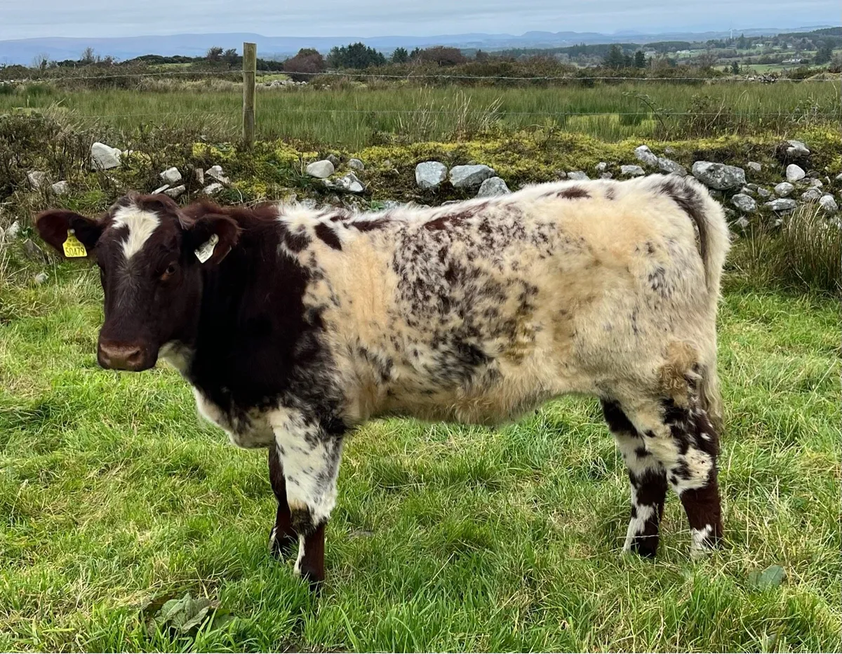 Shorthorn sale - Image 3
