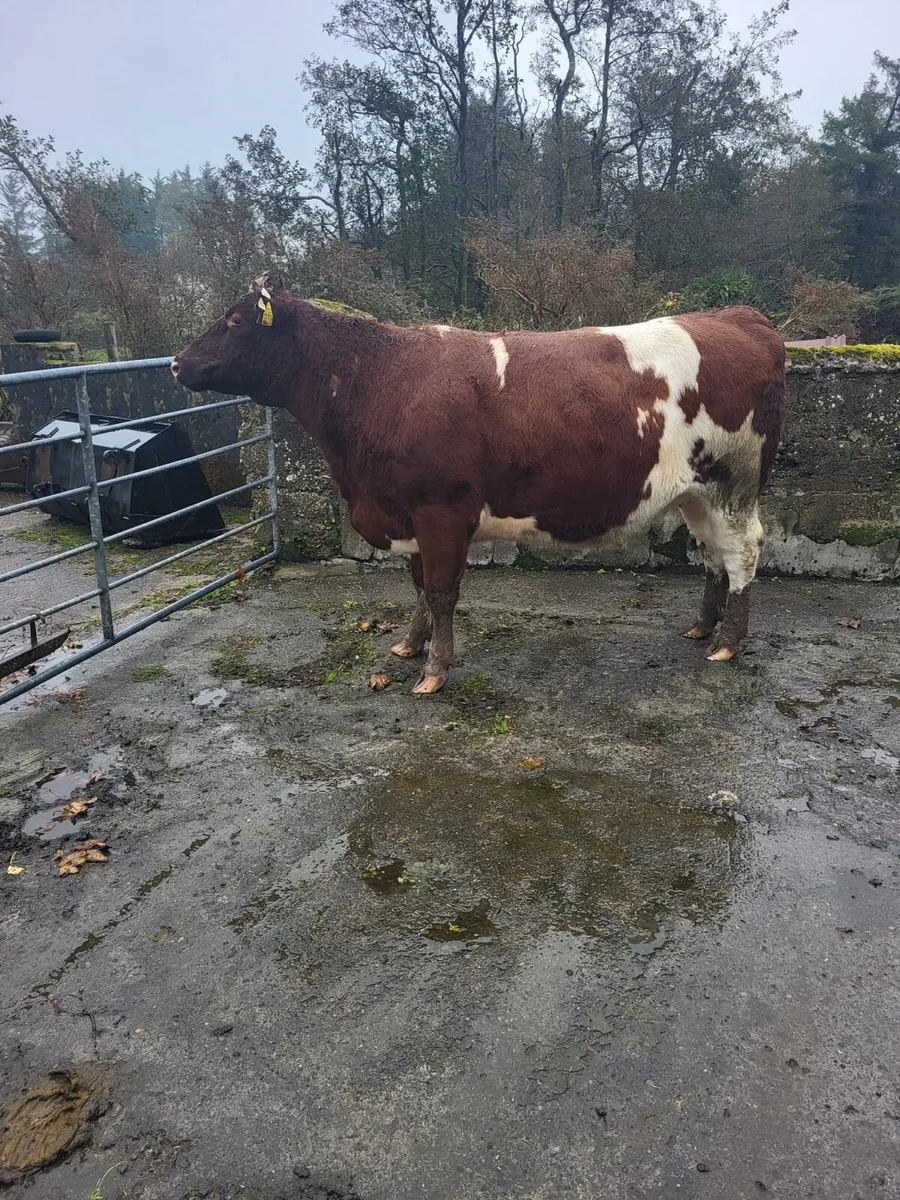 Shorthorn sale - Image 4