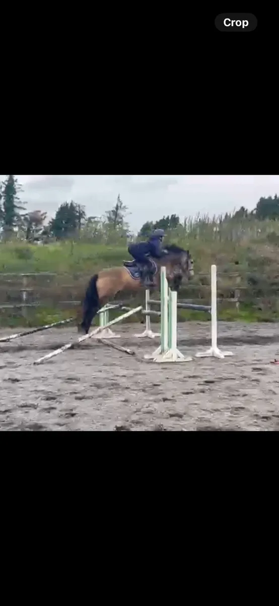 Pony - Image 3