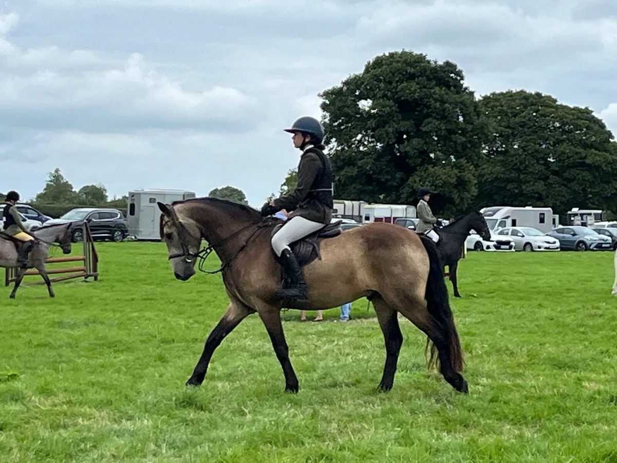 Pony - Image 1