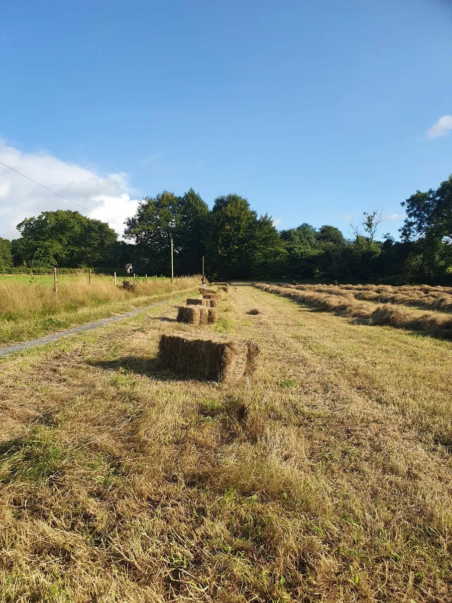 Square hay bales
