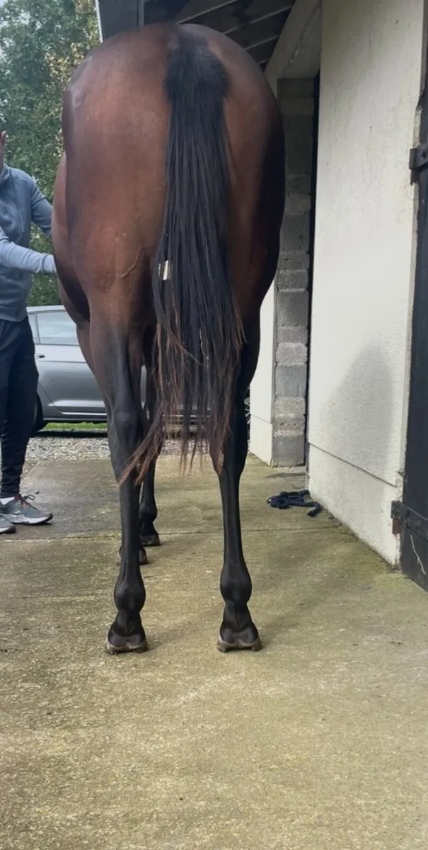 Yearling Colt - Image 2