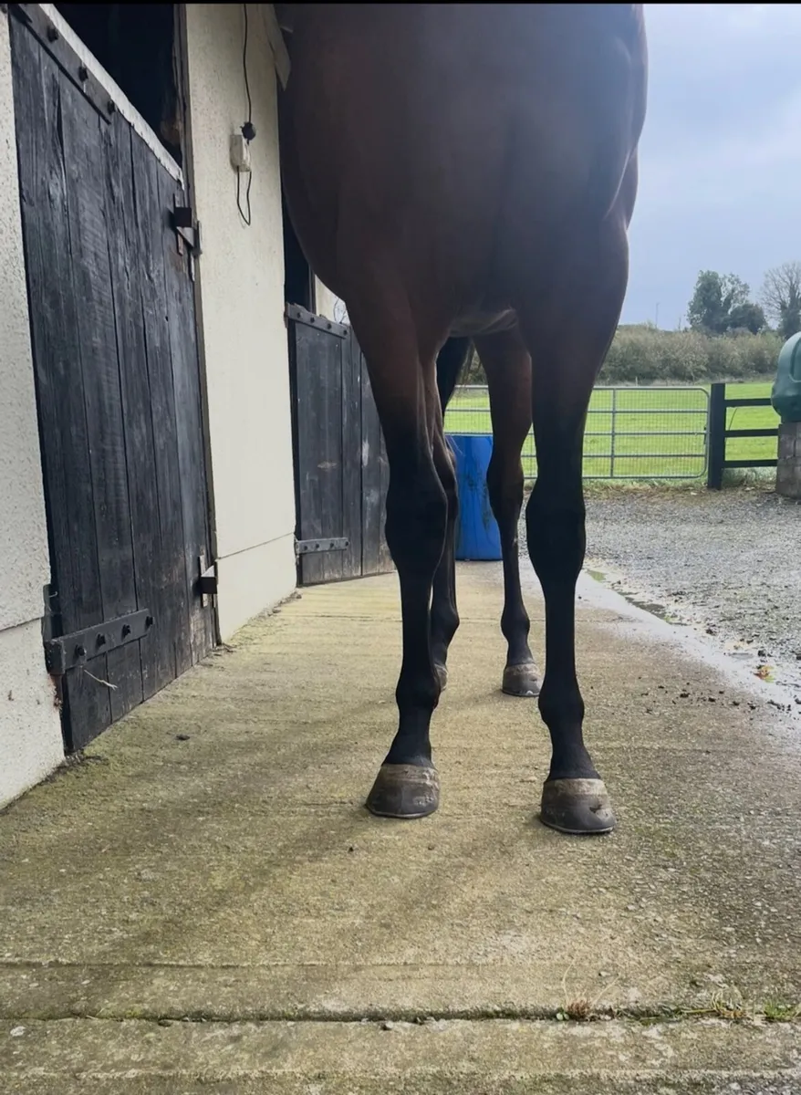 Yearling Colt - Image 3