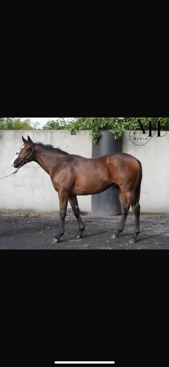 Yearling Colt - Image 1