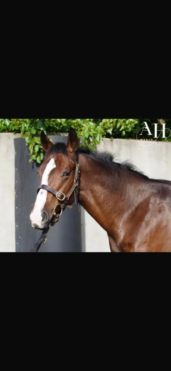 Yearling Colt - Image 4