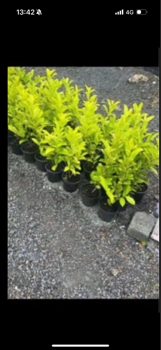 Novita laurels - Image 1