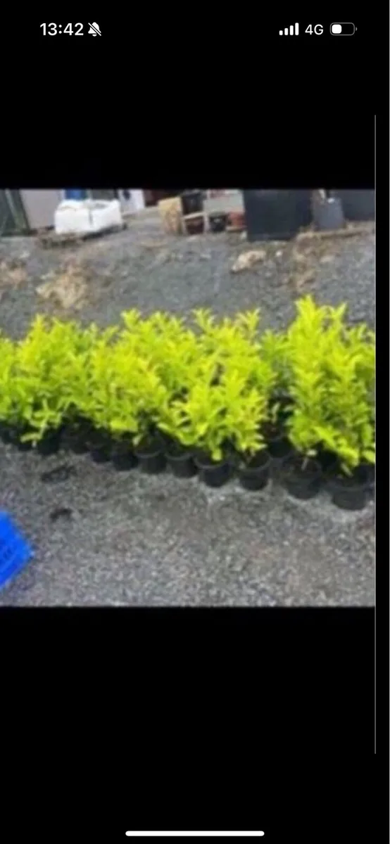 Novita laurels - Image 2