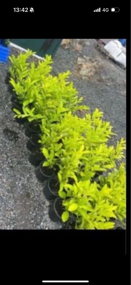 Novita laurels - Image 3