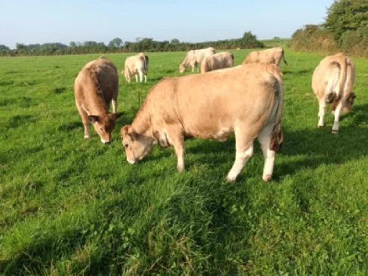 Pedigree Aubrac Heifers in calf - Image 1