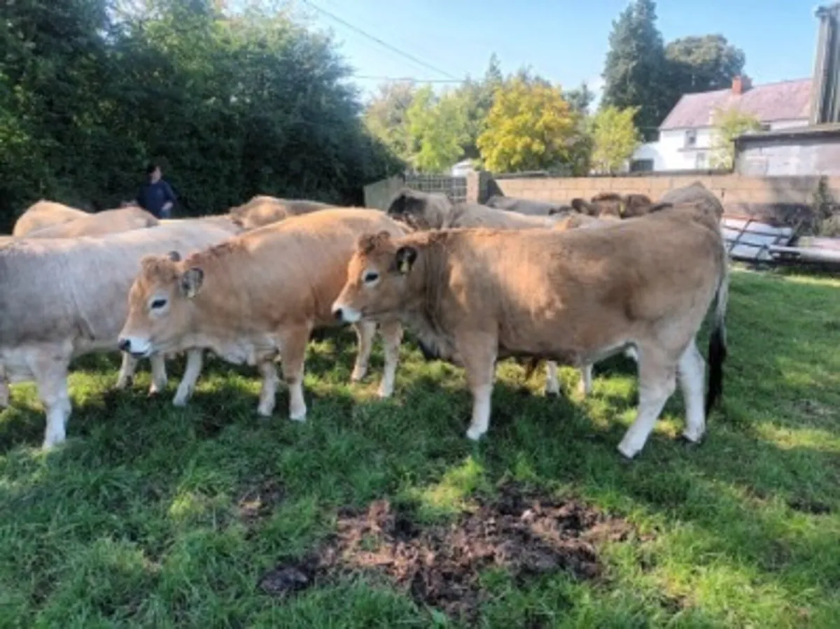 Pedigree Aubrac Heifers in calf - Image 2