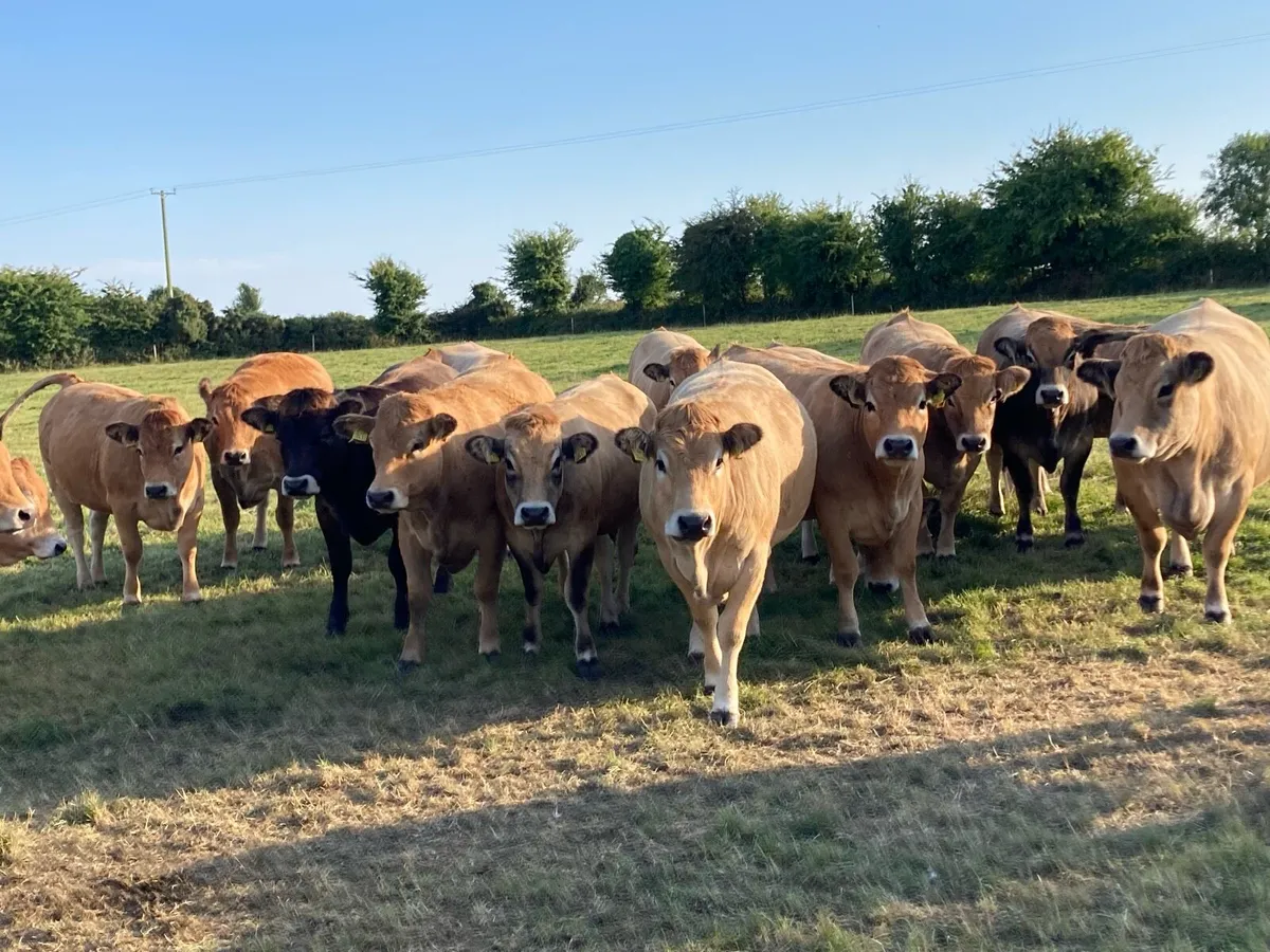 Pedigree Aubrac Heifers in calf - Image 3