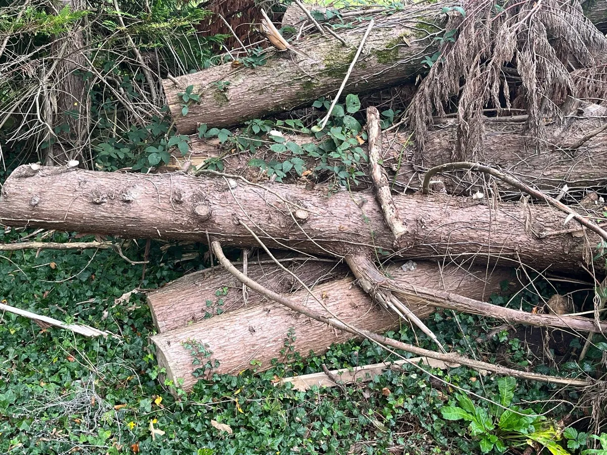 Free Timber / Firewood - Image 1