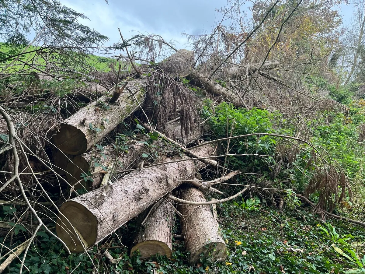 Free Timber / Firewood - Image 2