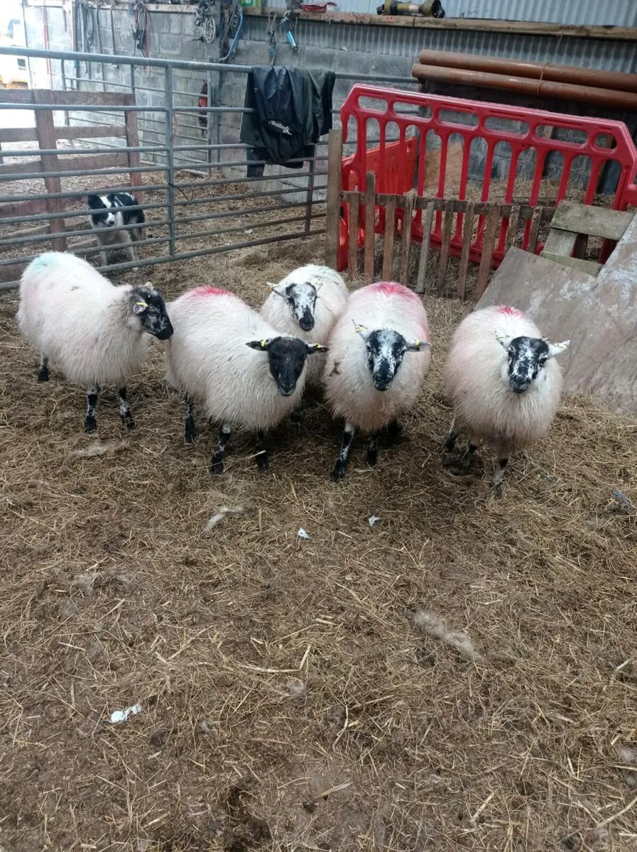 Ewe lambs - Image 1