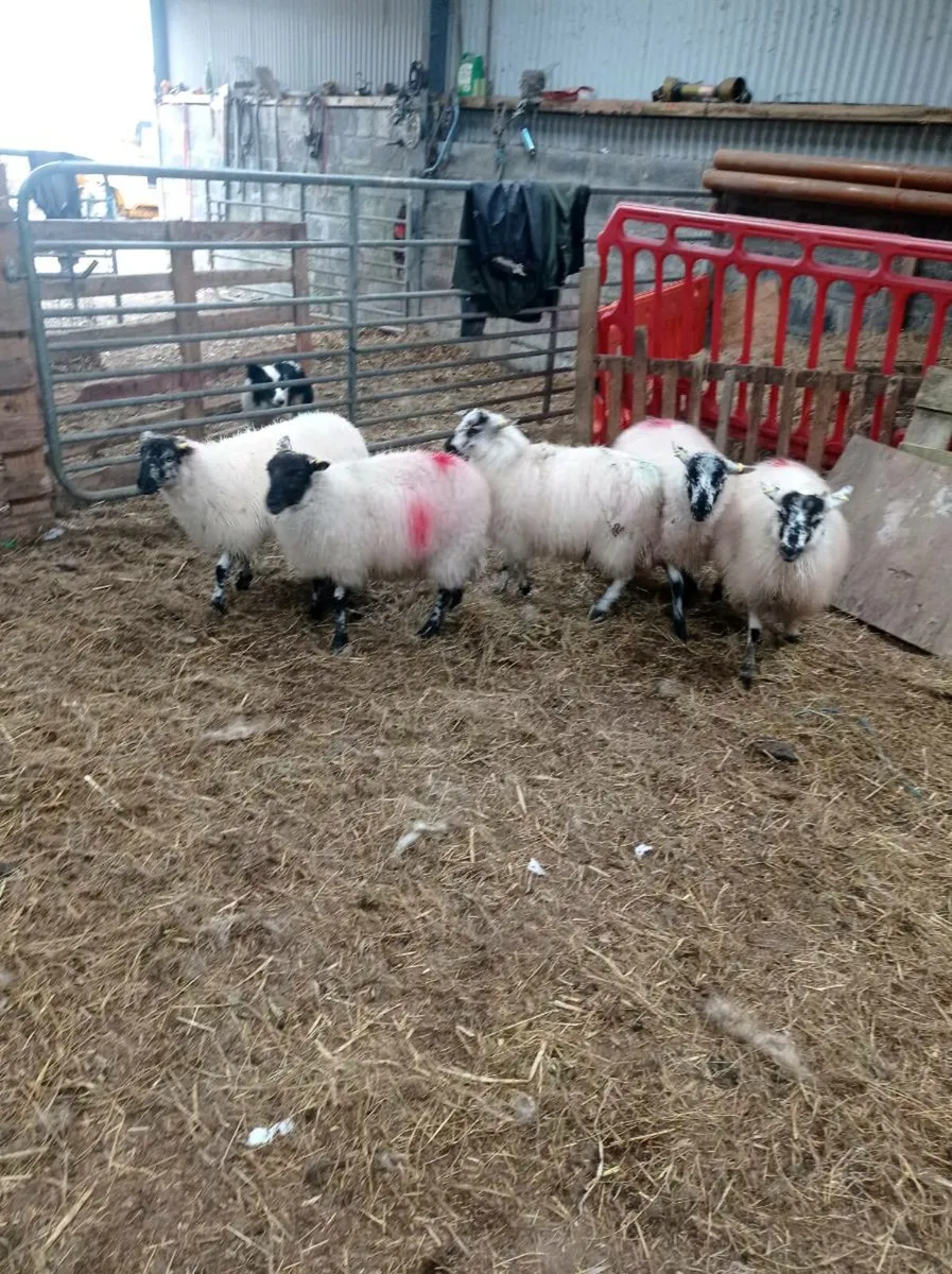 Ewe lambs - Image 2