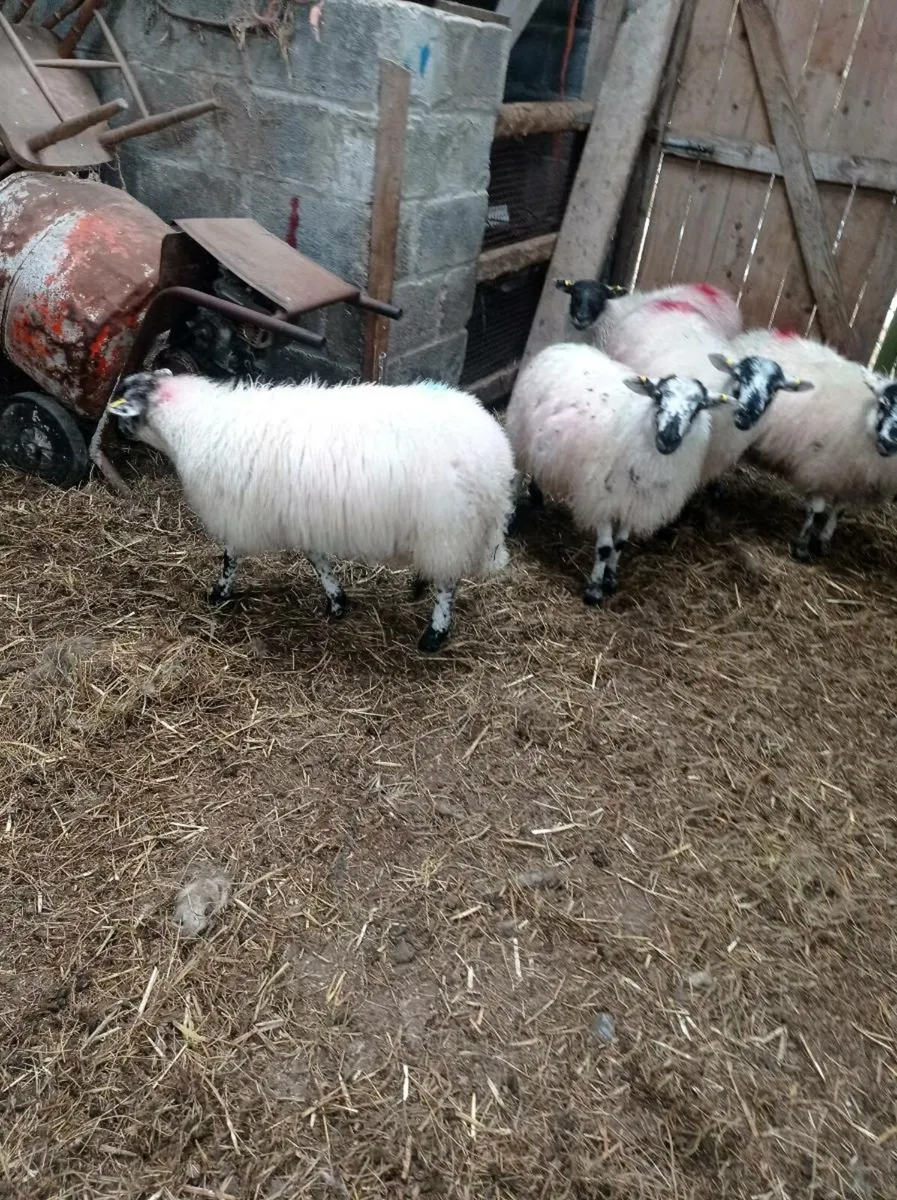 Ewe lambs - Image 3