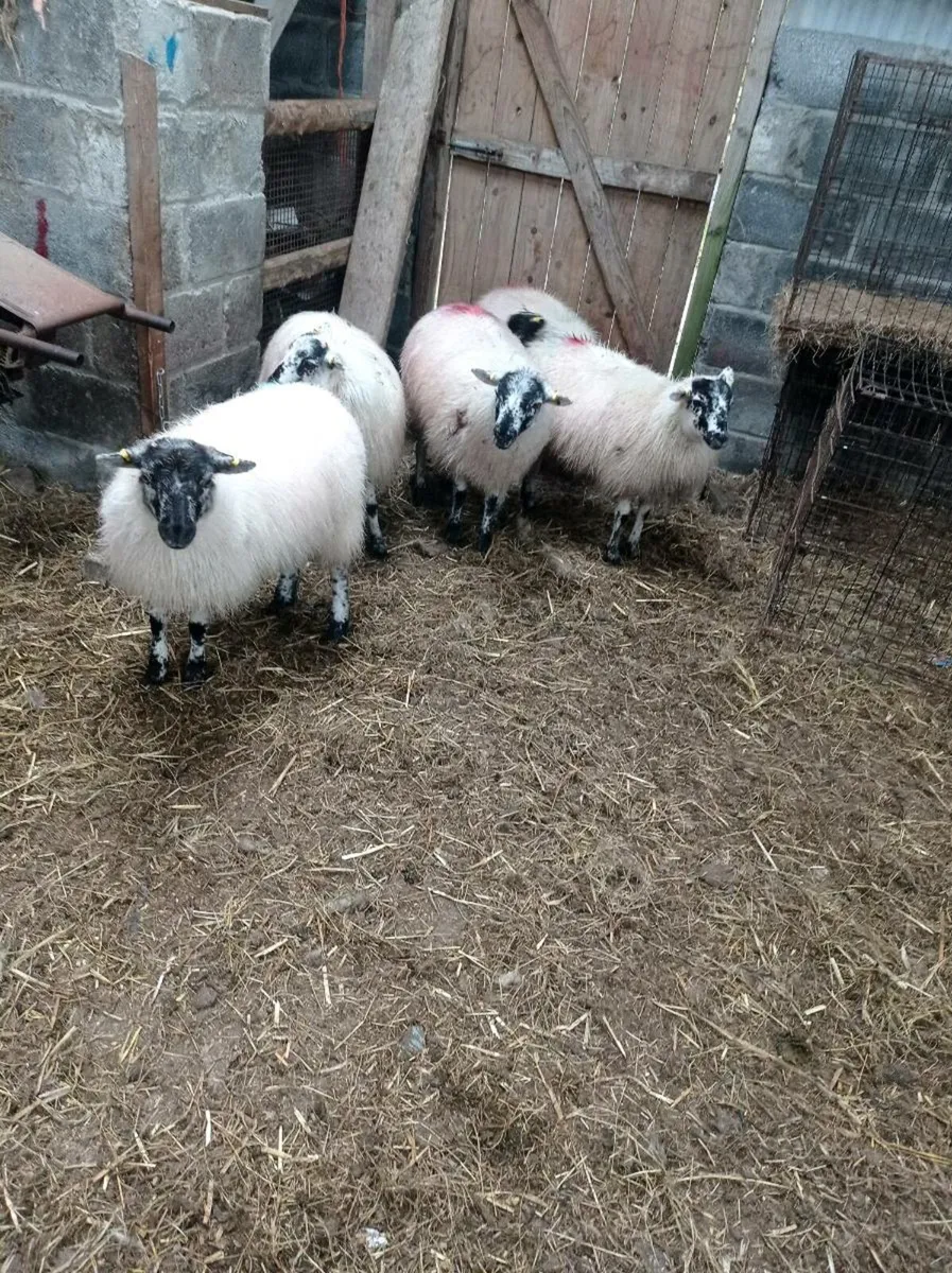 Ewe lambs - Image 4