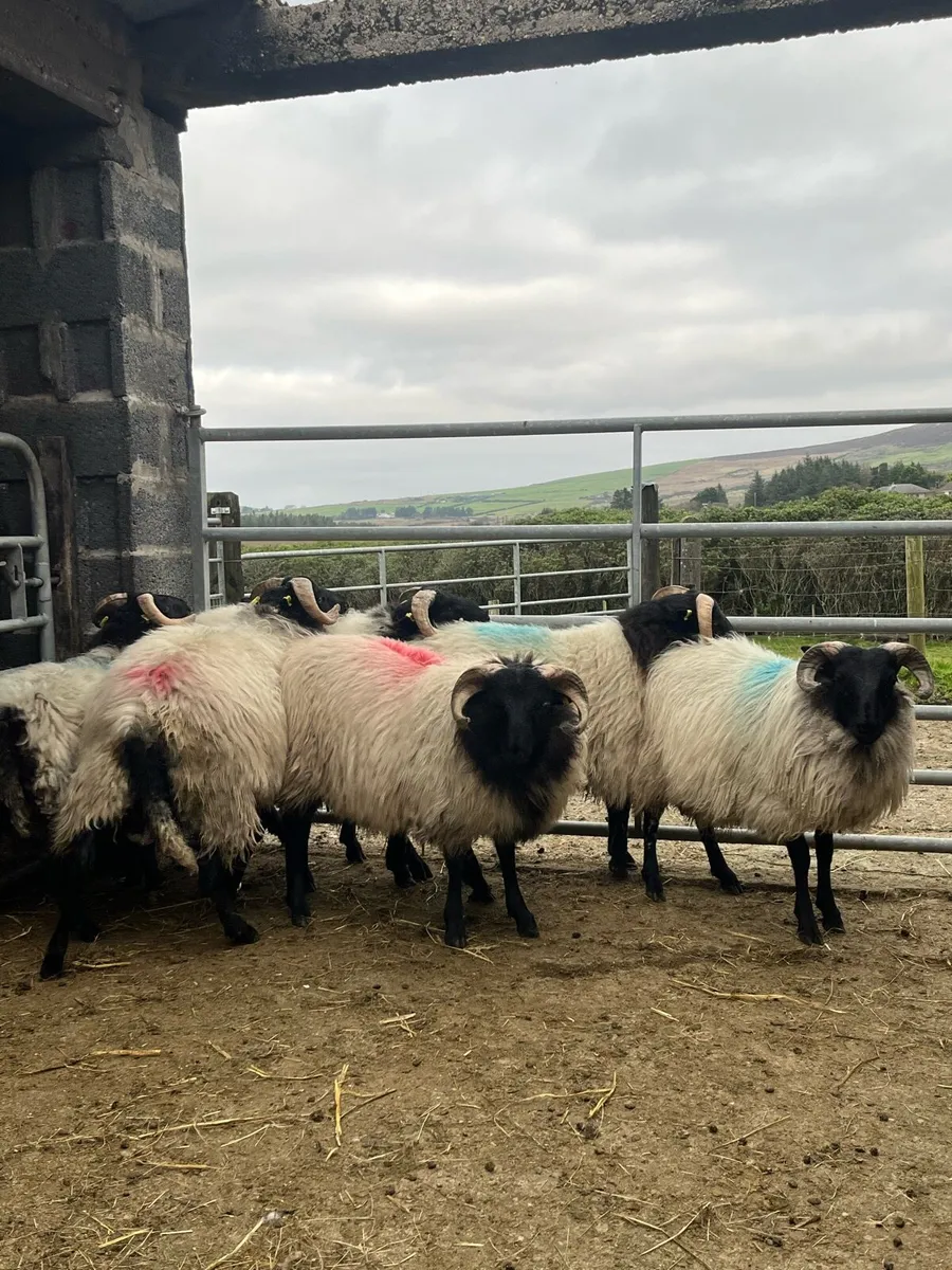 SIS Blackface Mountain Lambs