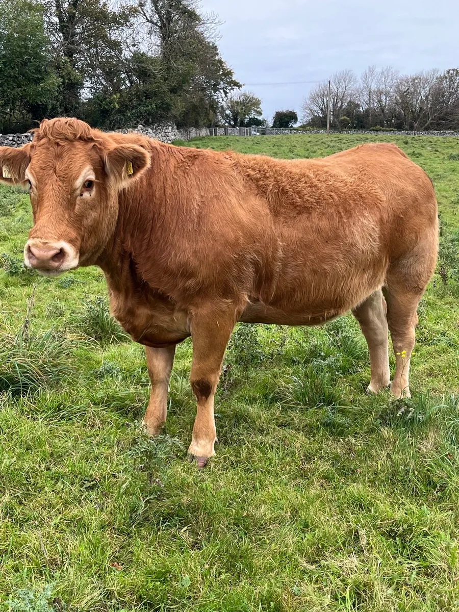 Limousin Incalf Heifers - Gort Mart Thurs 16th - Image 1