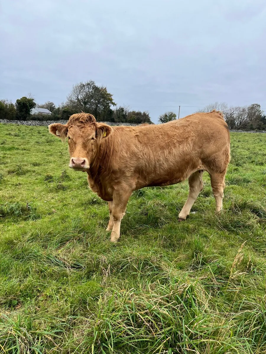 Limousin Incalf Heifers - Gort Mart Thurs 16th - Image 3