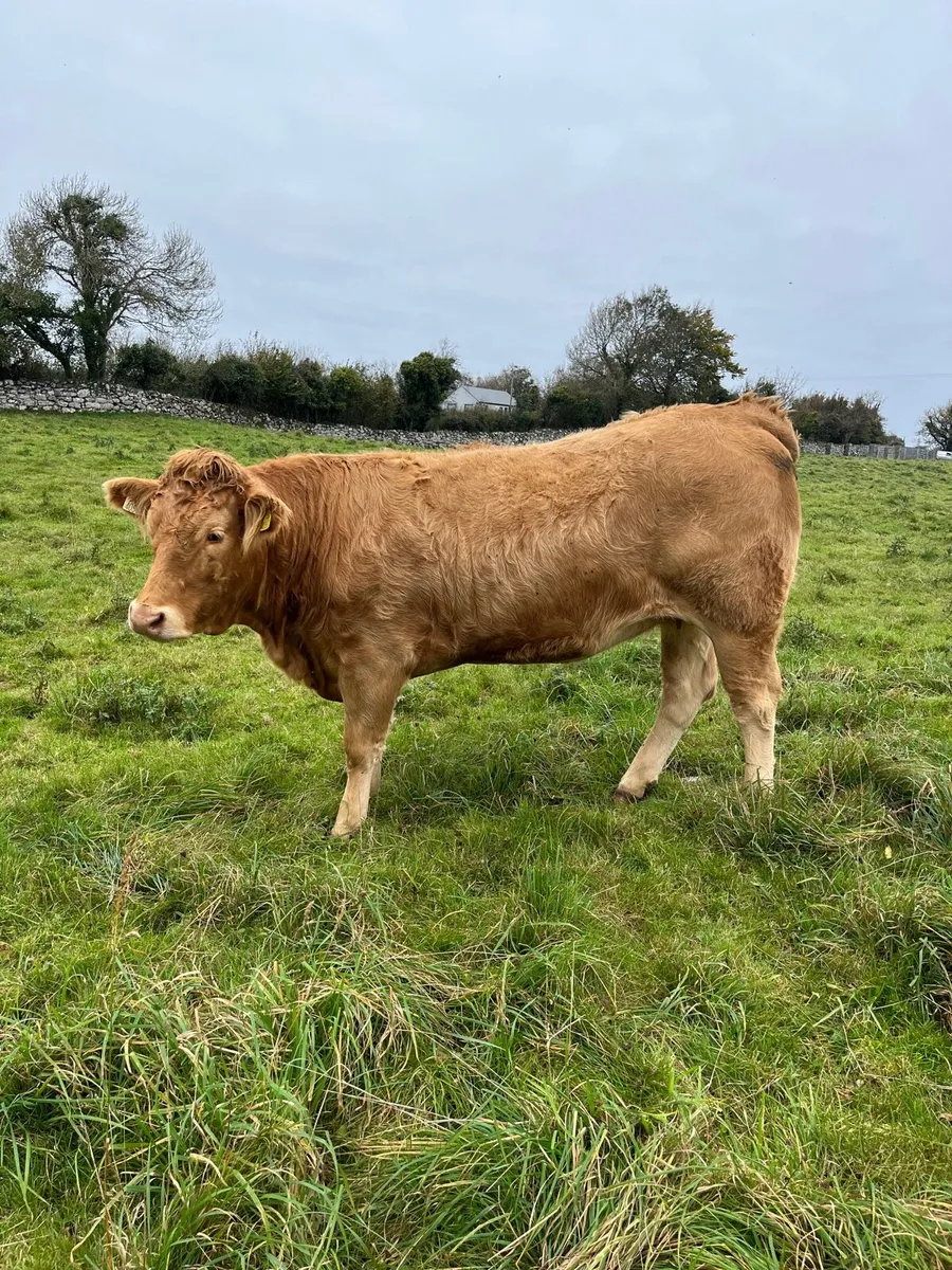 Limousin Incalf Heifers - Gort Mart Thurs 16th - Image 4