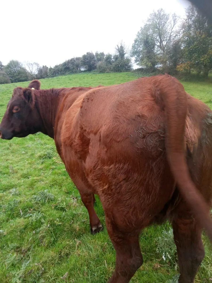 Suckler heifer - Image 3