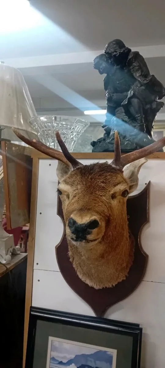 Vintage Taxidermy Stags Head