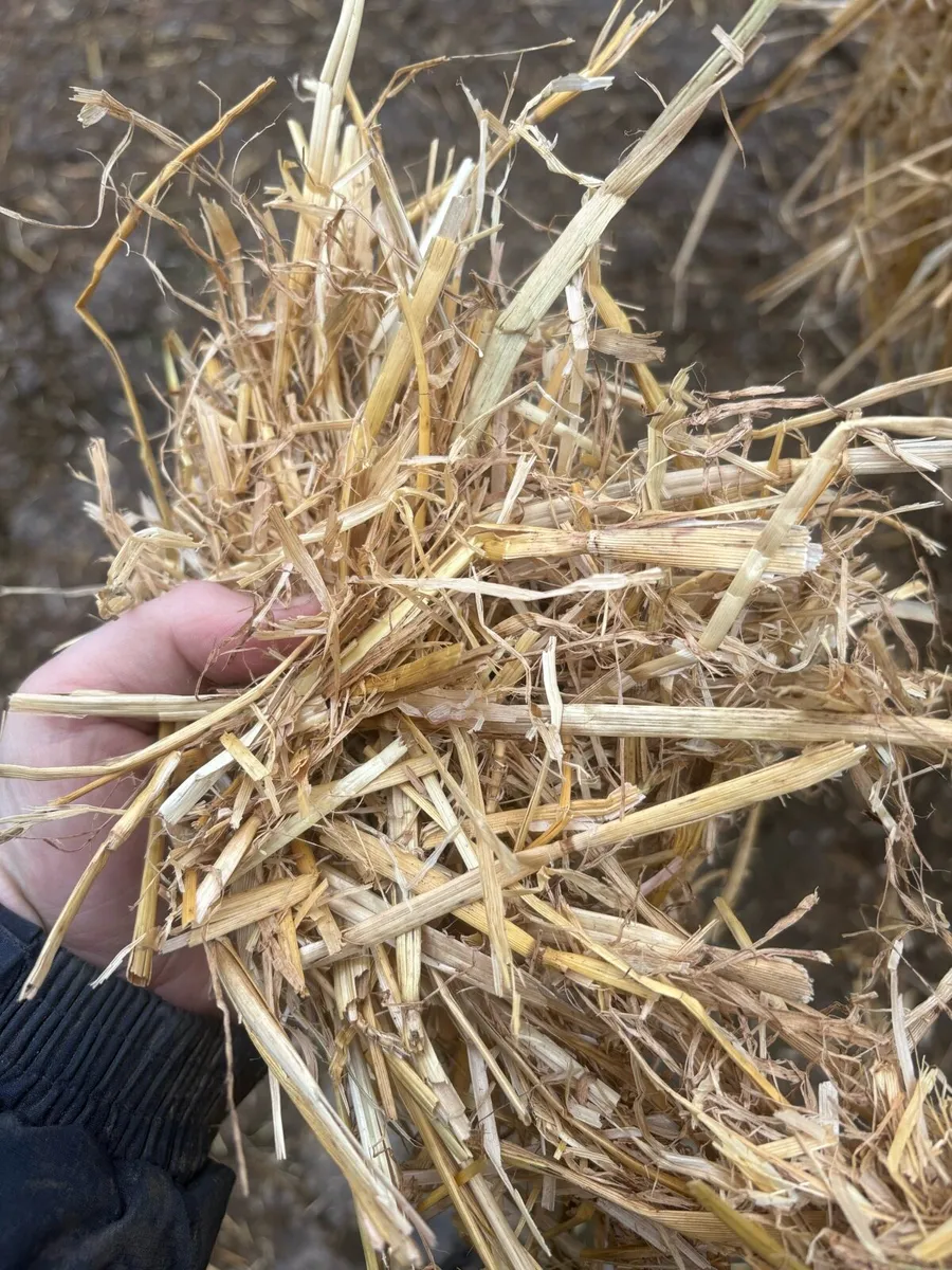 Quality chopped English wheat straw - Image 2