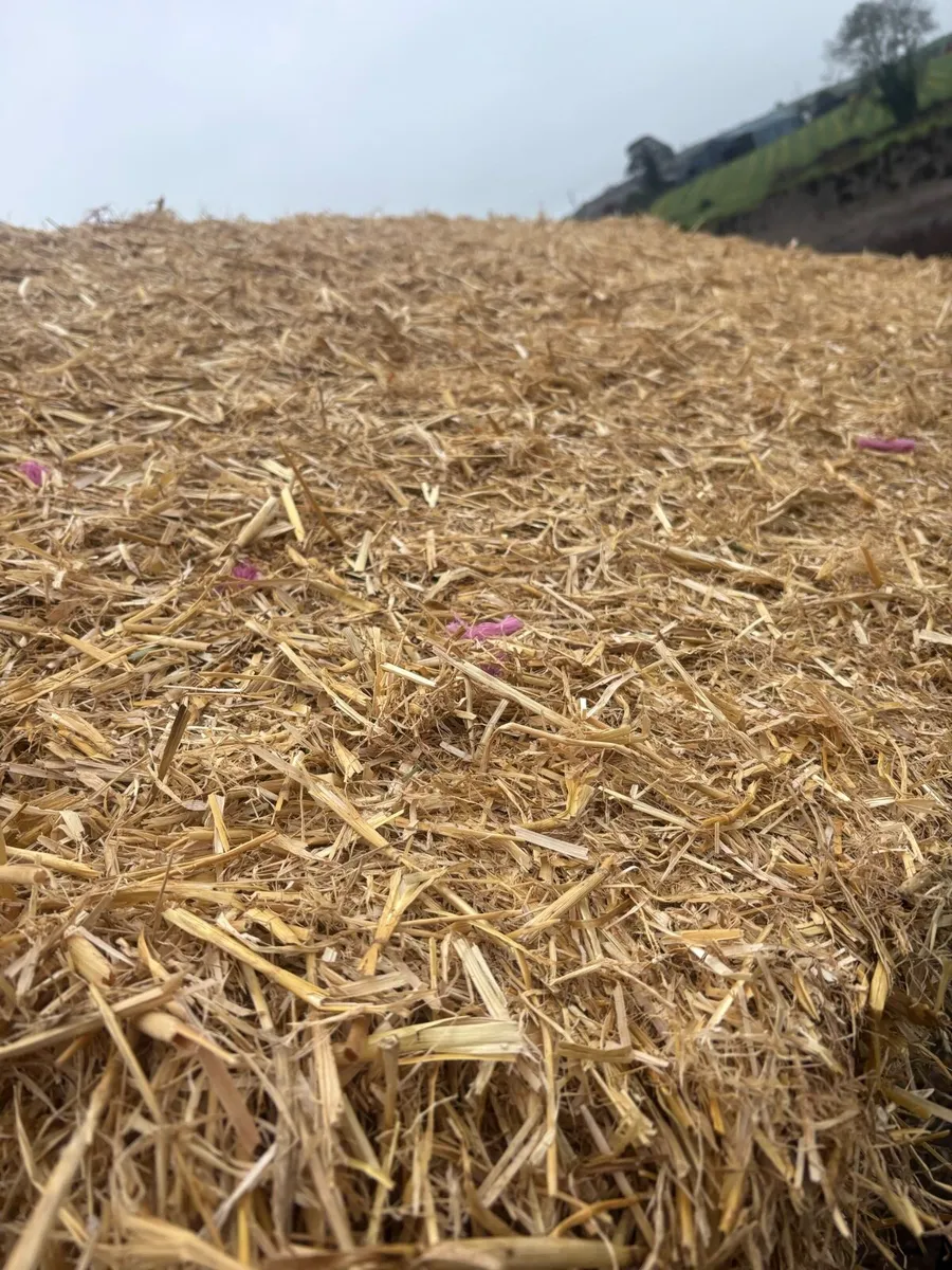 Quality chopped English wheat straw - Image 3