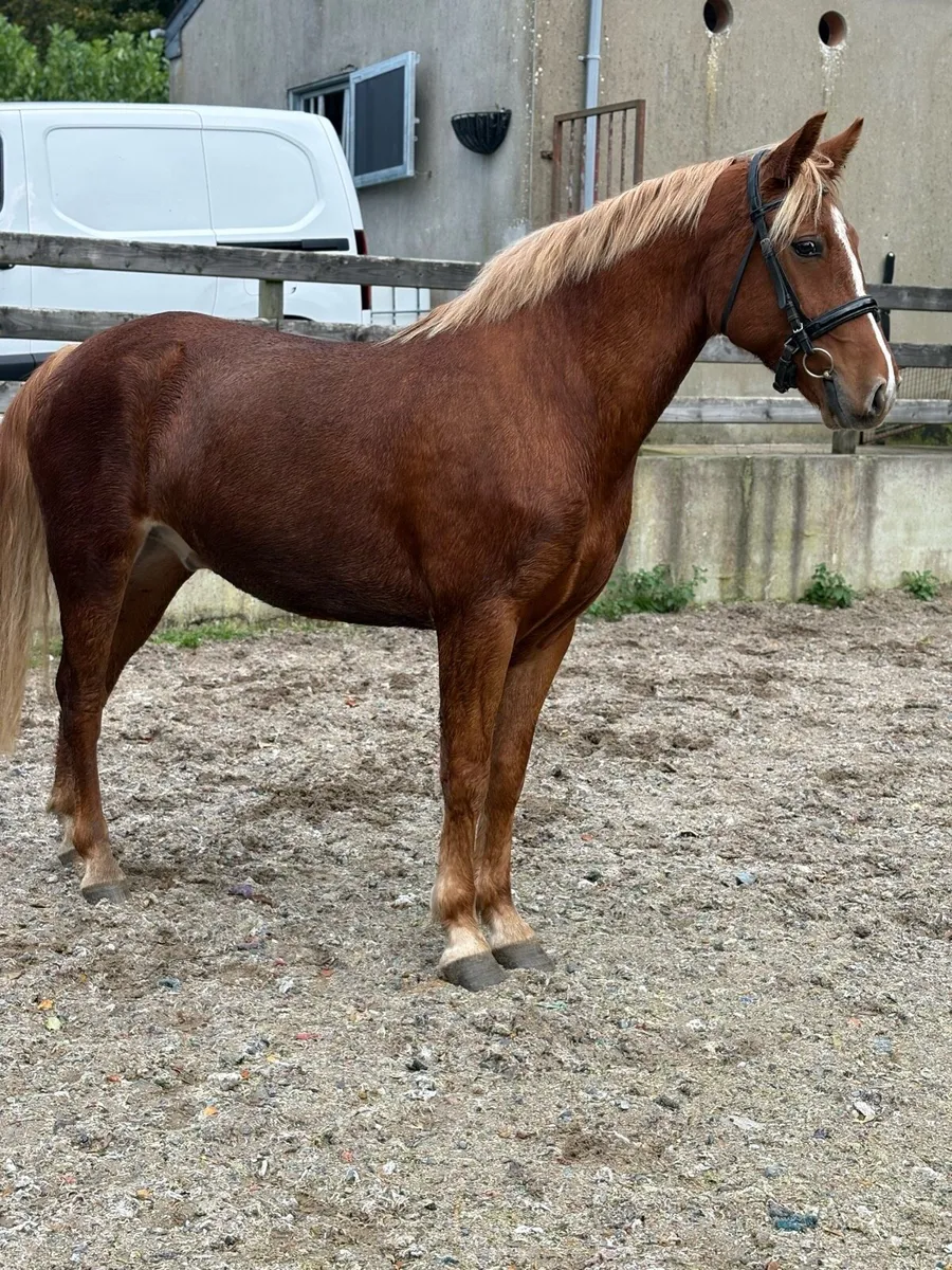 15.2 Connemara x ISH gelding - Image 1