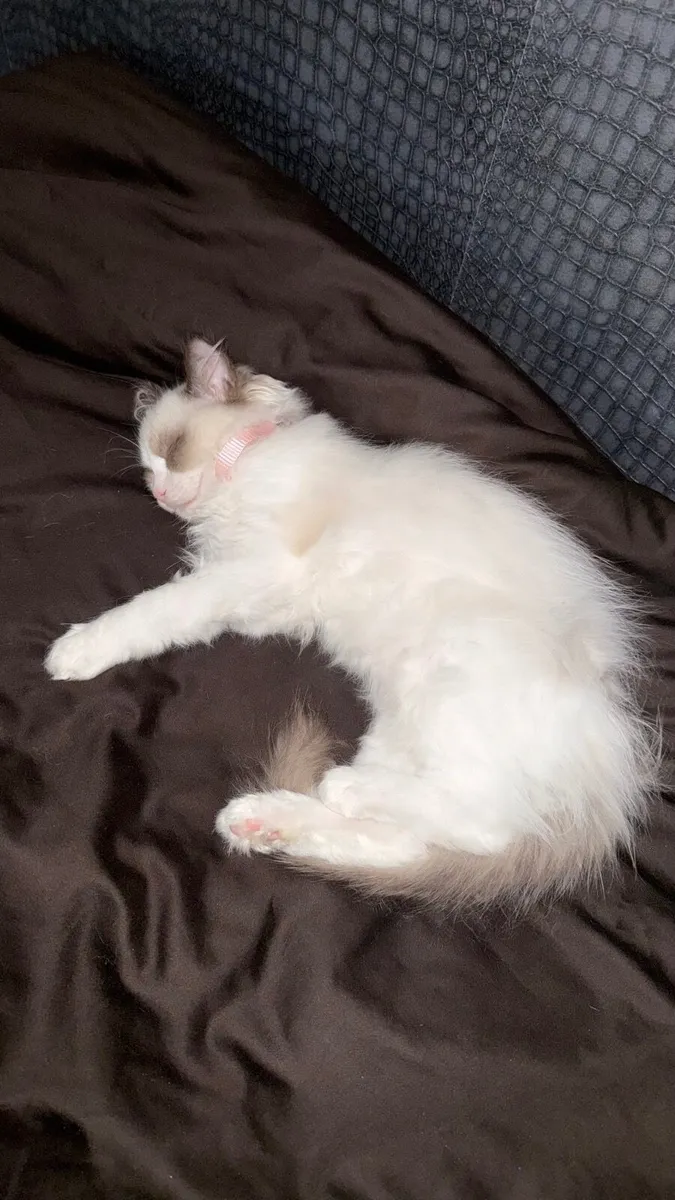 Ragdoll Kitten Female - Image 2