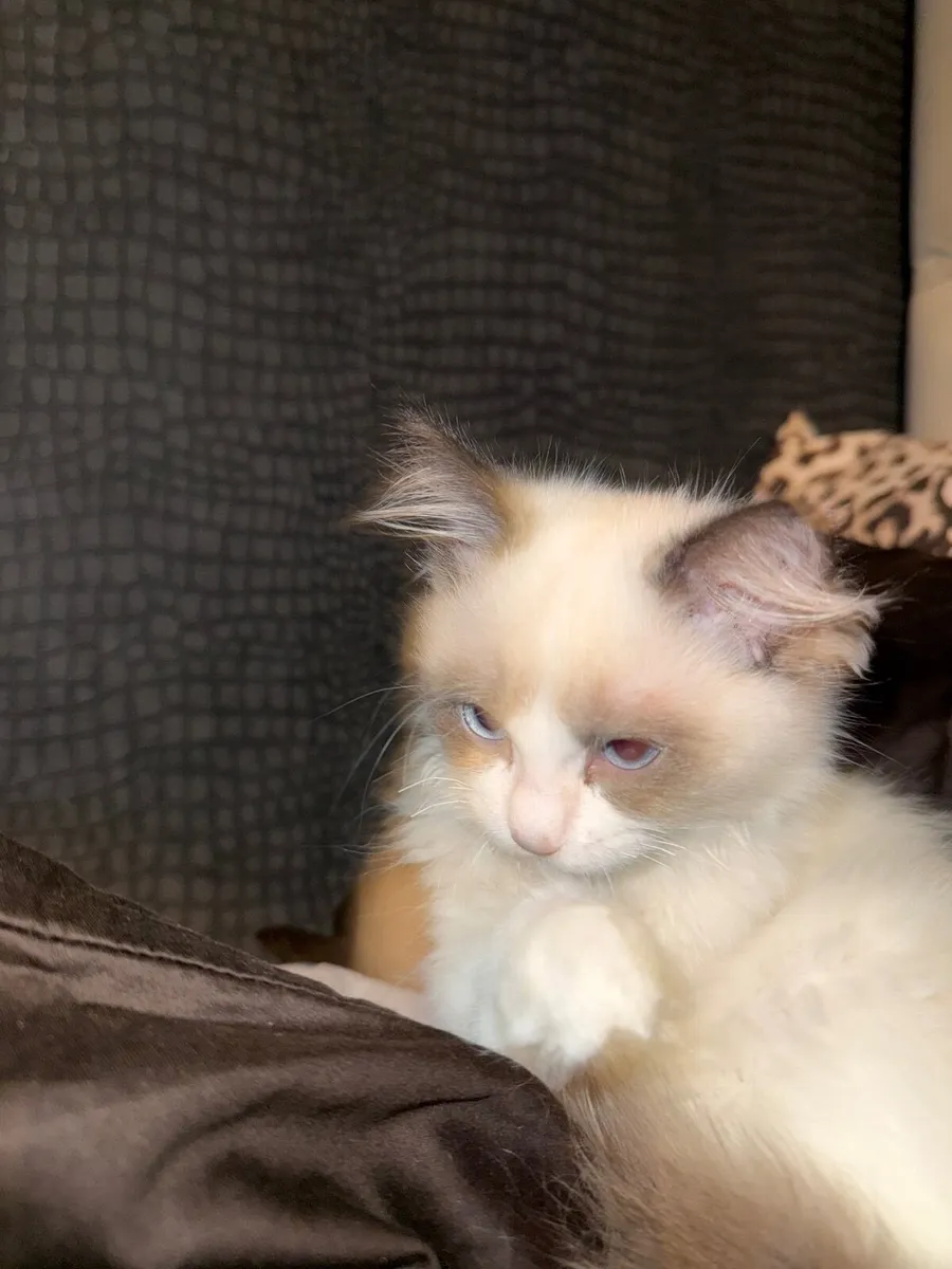 Ragdoll Kitten Female - Image 3