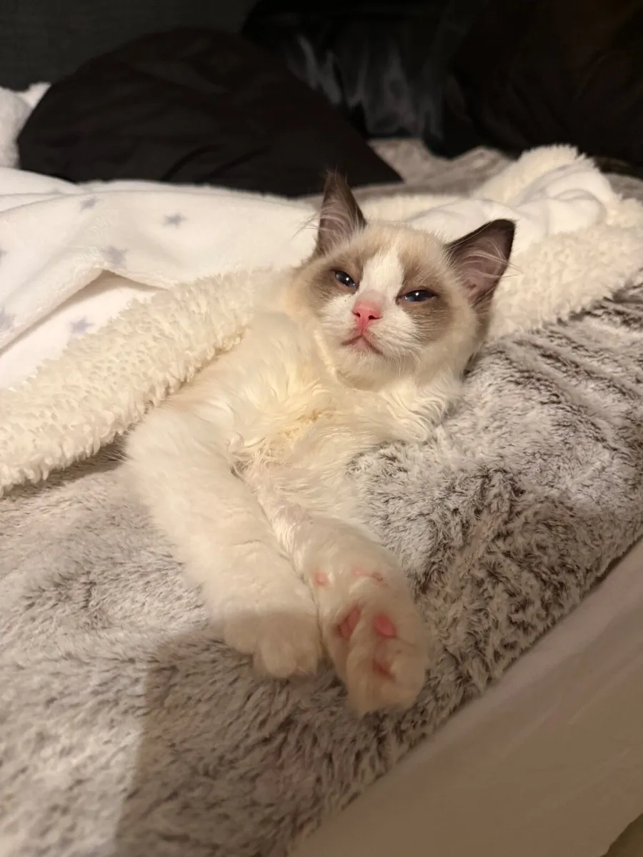 Ragdoll Kitten Female - Image 4