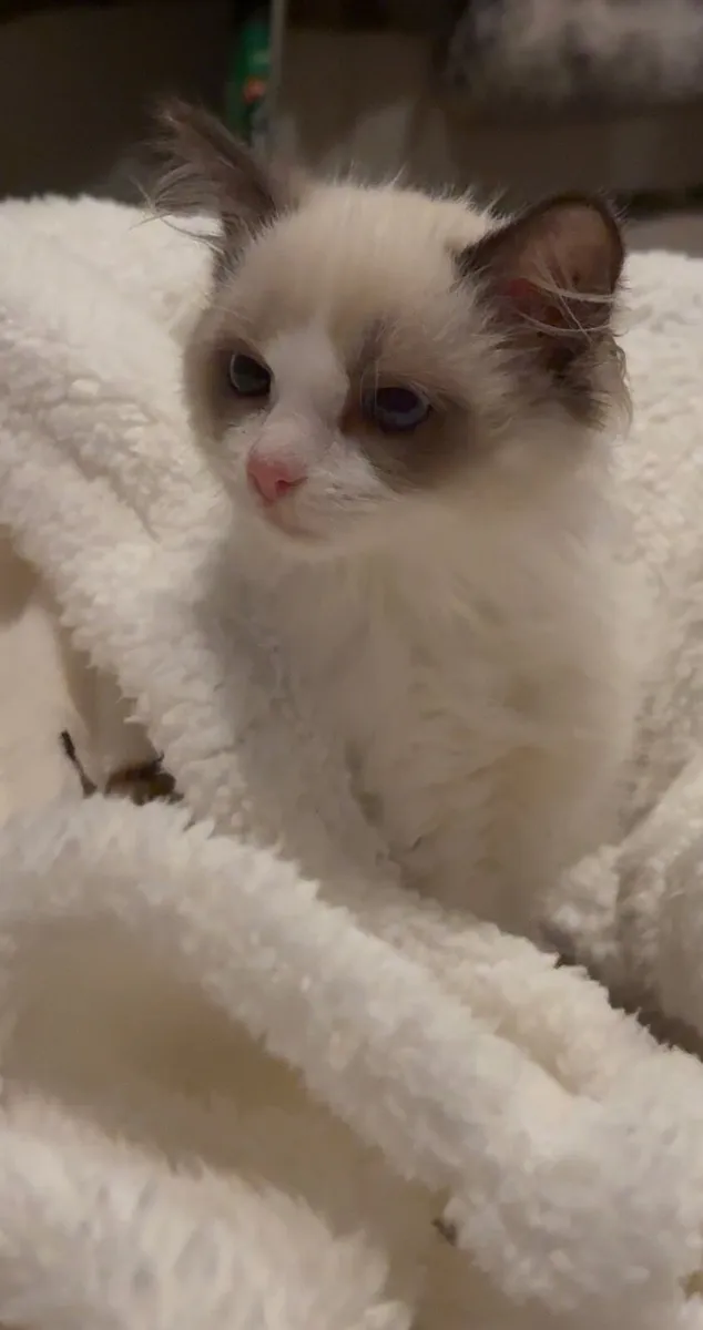 Ragdoll Kitten Female - Image 1