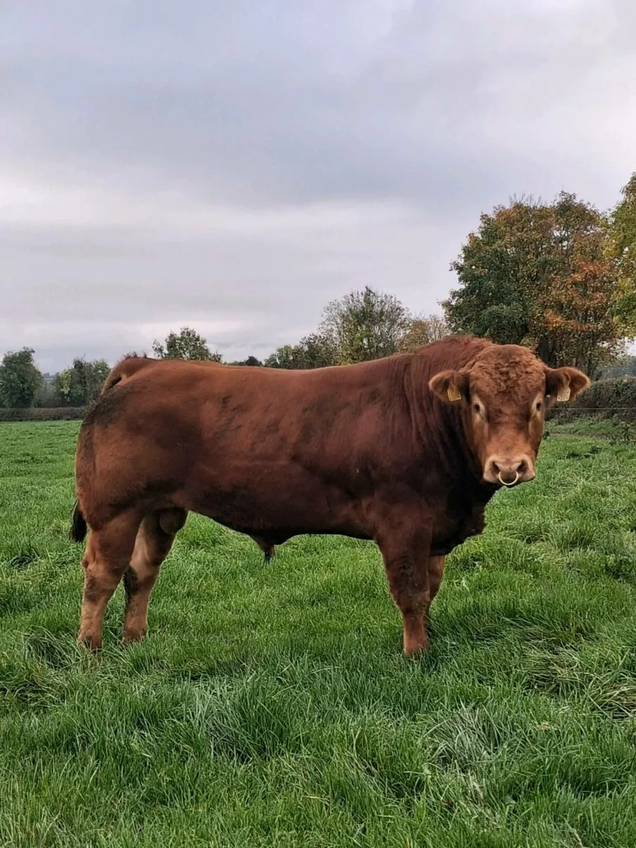 Purebred Limousin bull - Image 2