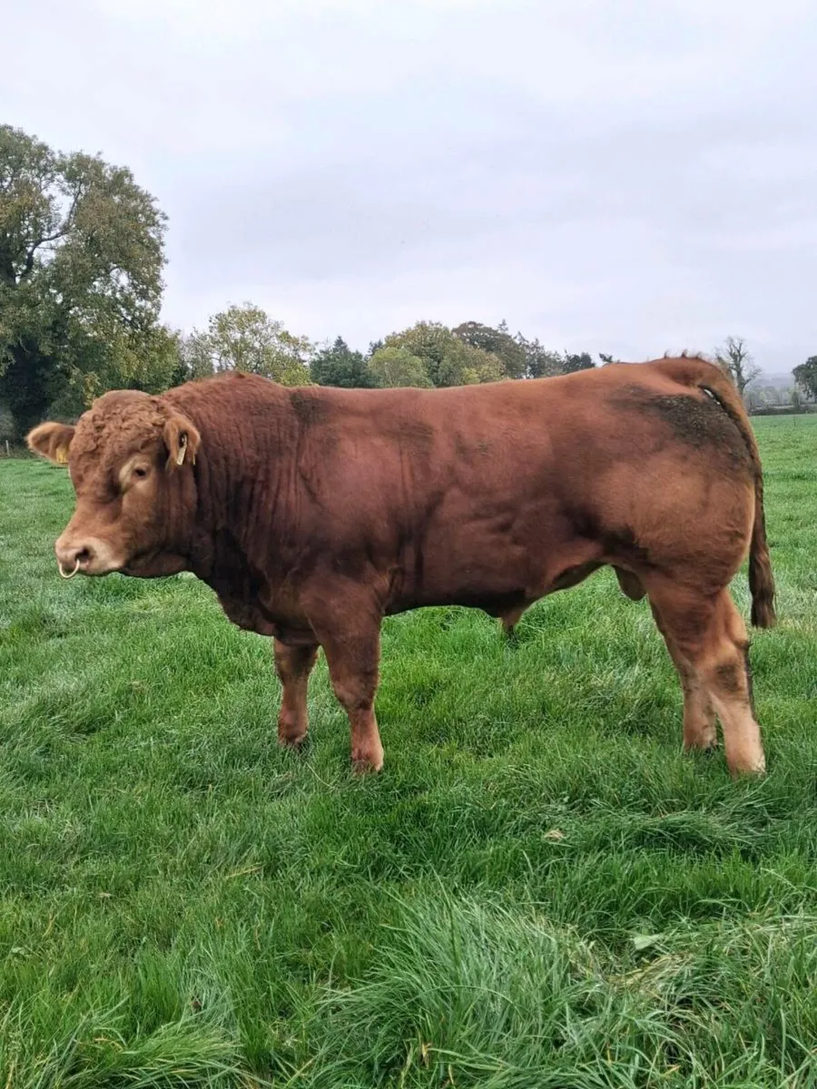 Purebred Limousin bull - Image 1
