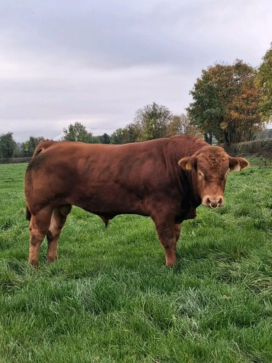 Purebred Limousin bull - Image 3