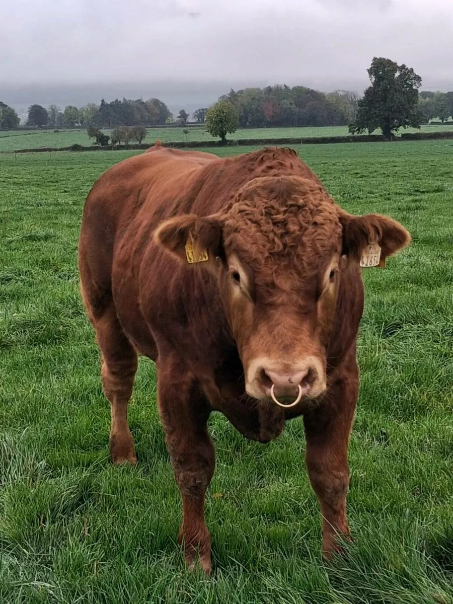 Purebred Limousin bull - Image 4