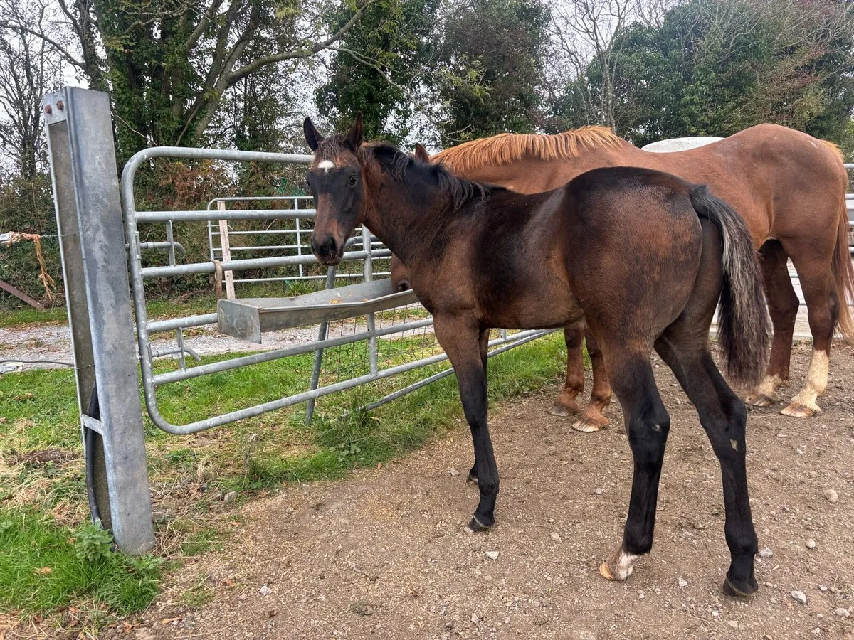 TIH foal