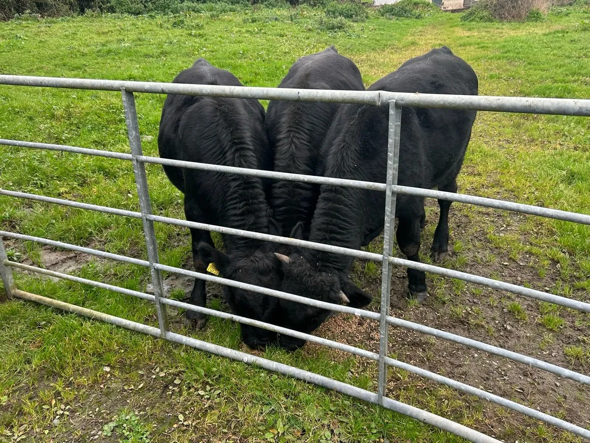 3 limousine Bull Yearlings - Image 1