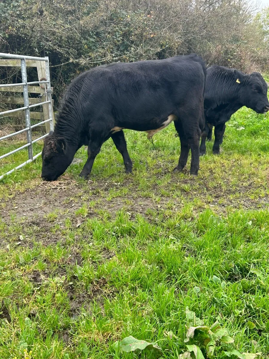 3 limousine Bull Yearlings - Image 2