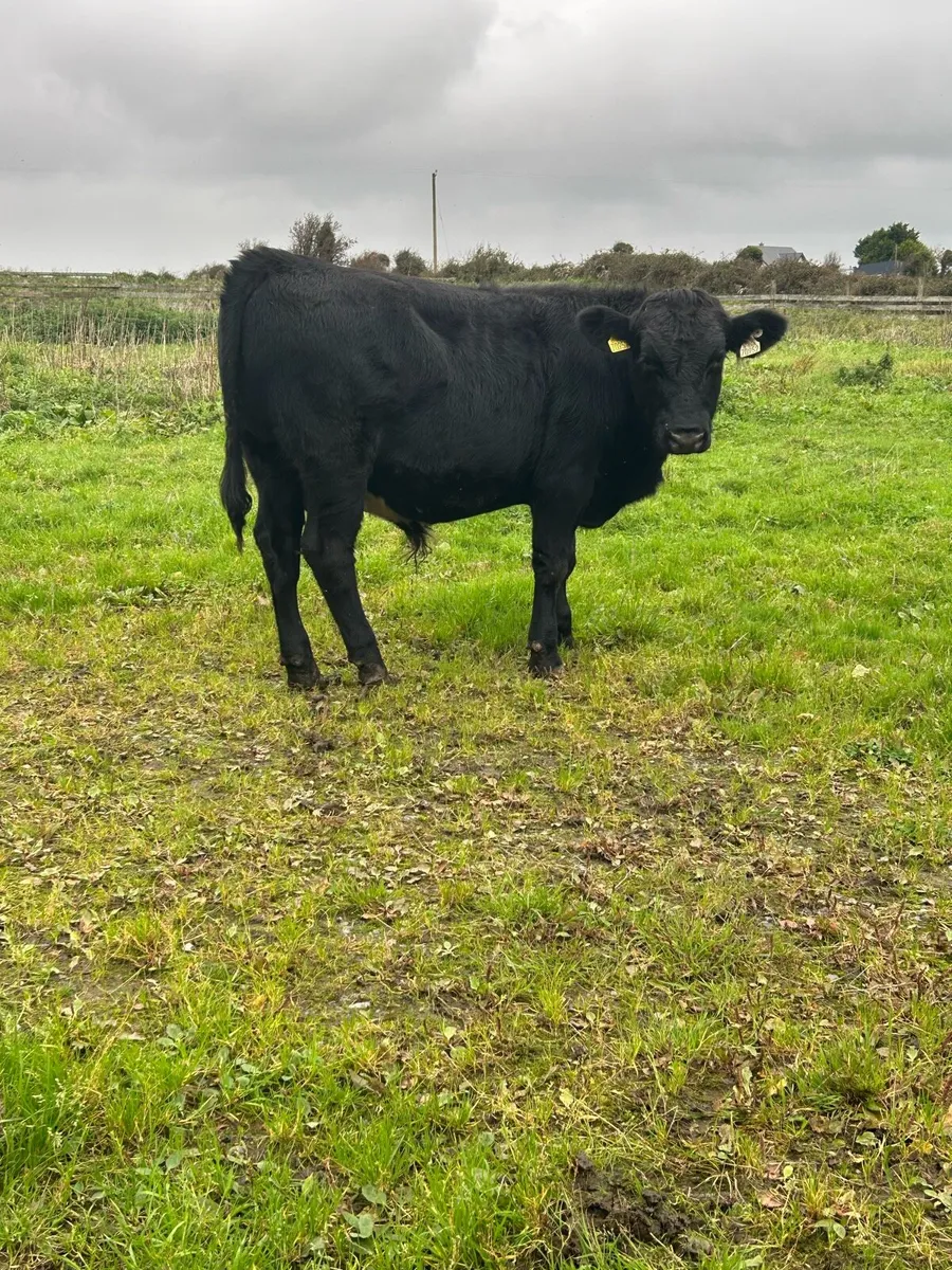 3 limousine Bull Yearlings - Image 3