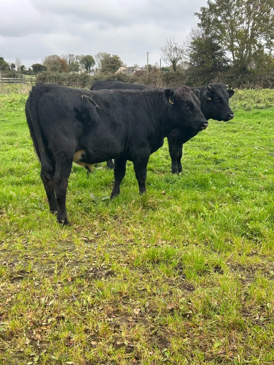 3 limousine Bull Yearlings - Image 4