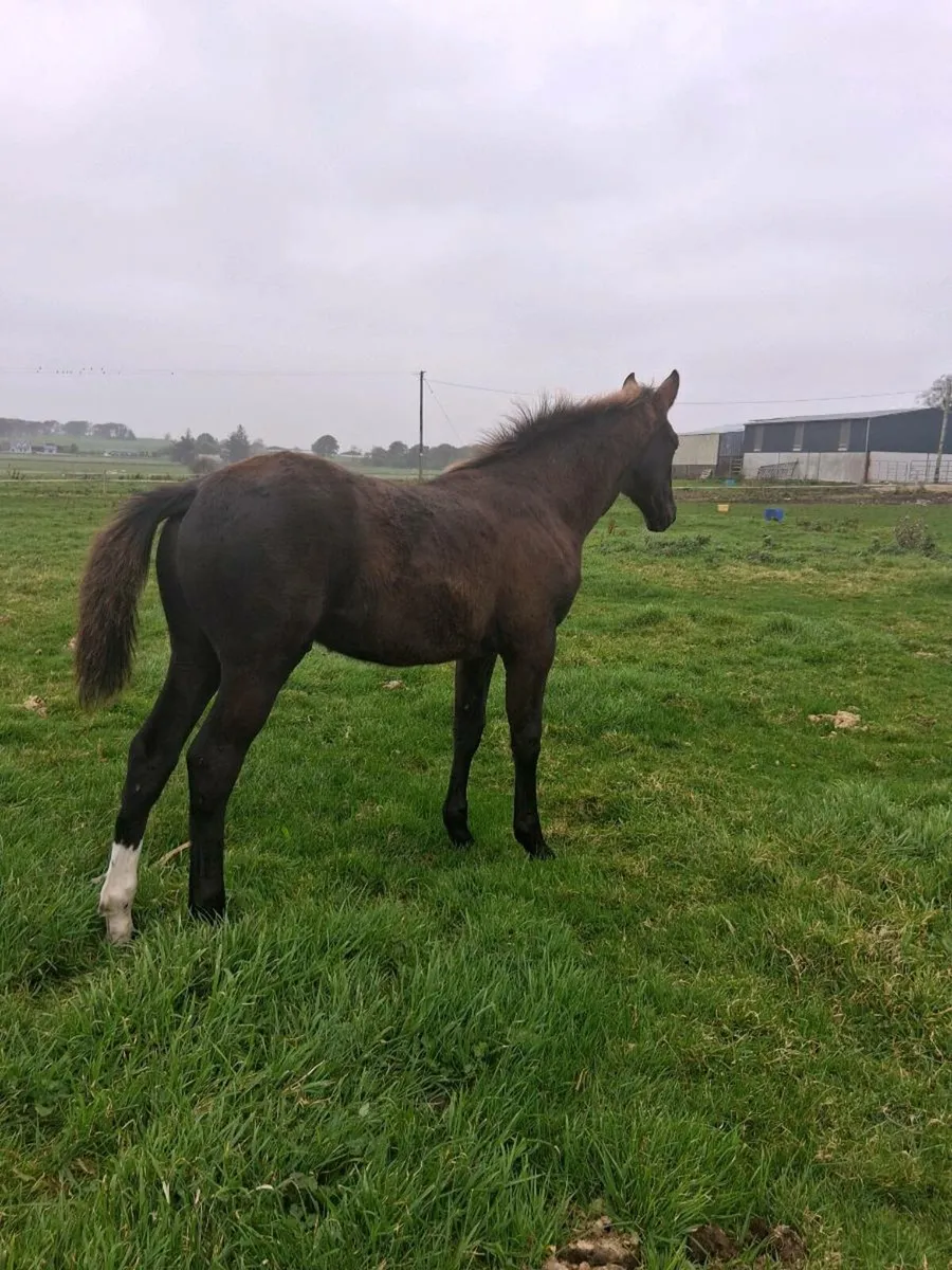 COLT FOAL - Image 1