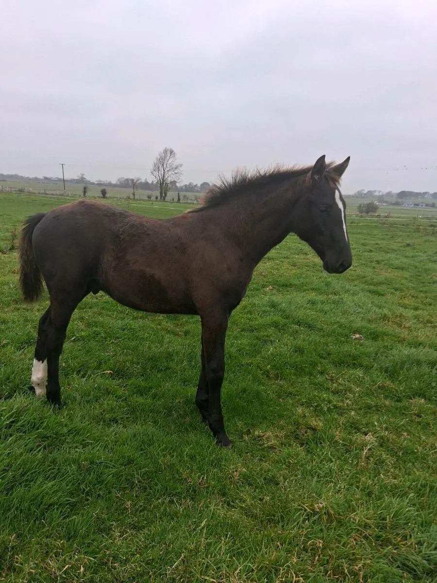 COLT FOAL - Image 2
