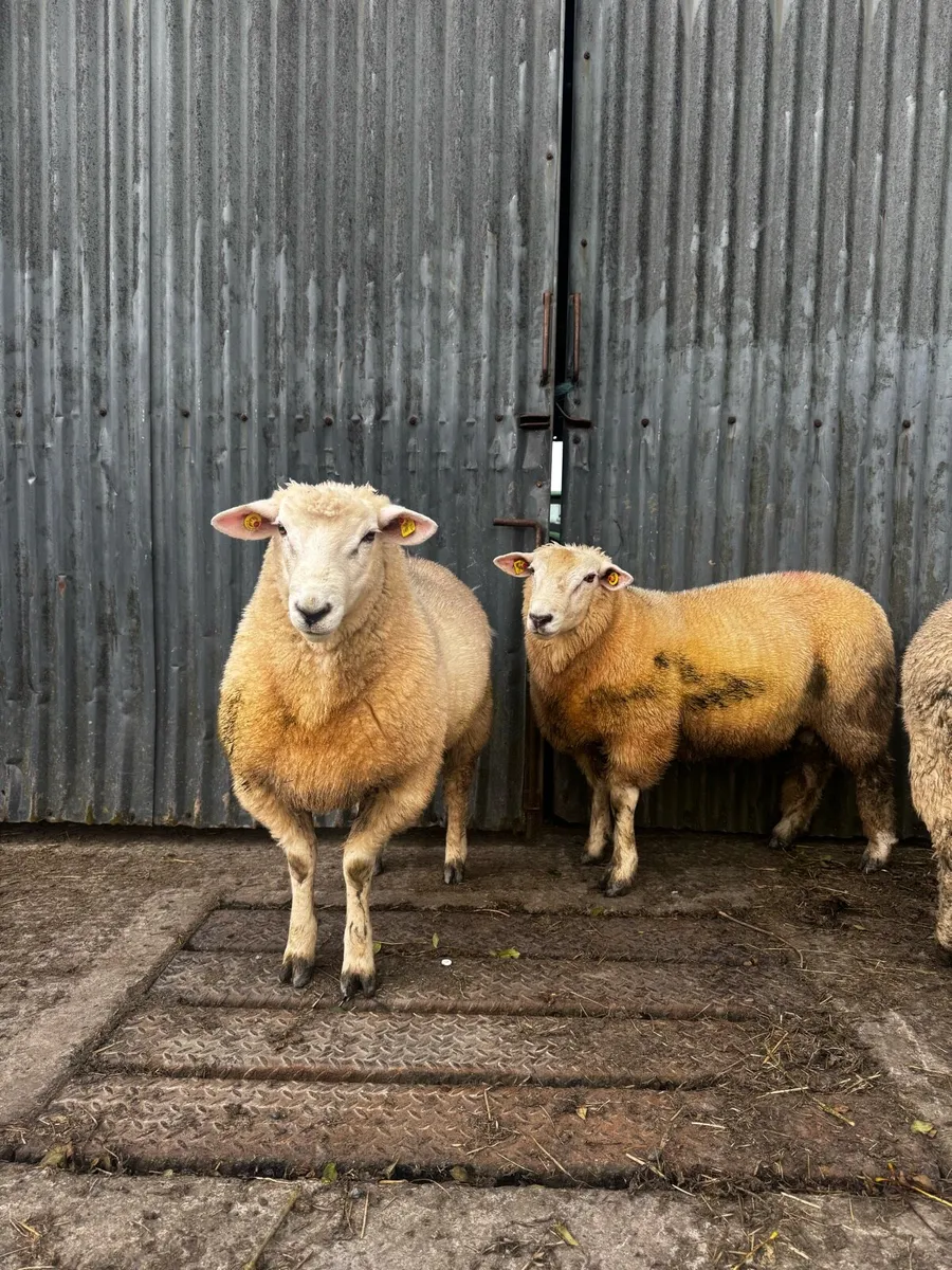 Galway Ram - Image 2