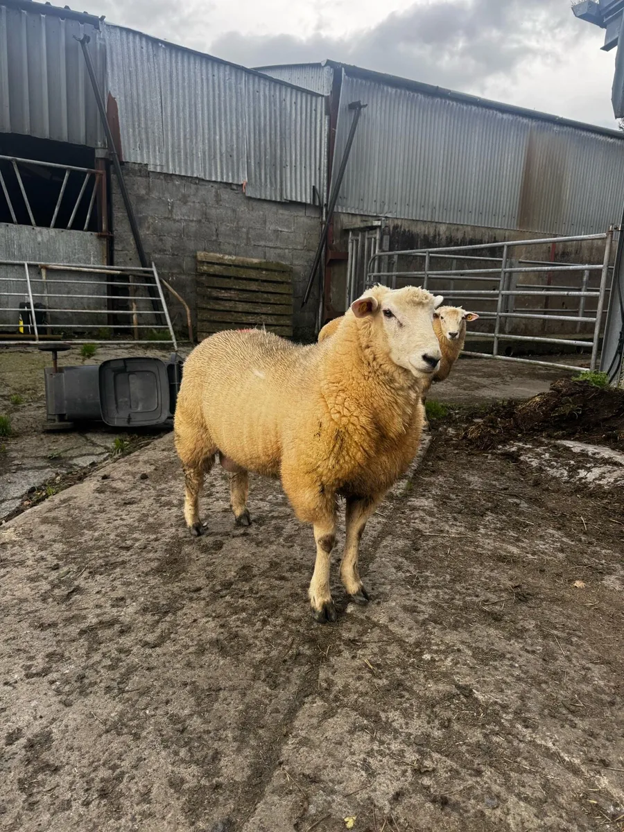 Galway Ram - Image 1